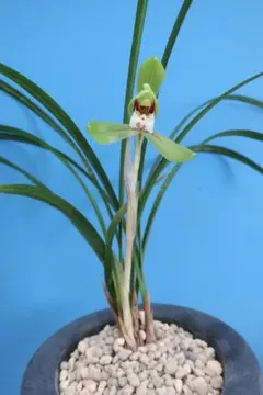 2025年最新】春蘭の人気アイテム - メルカリ