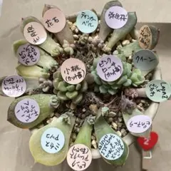 2025年最新】葉挿しの人気アイテム - メルカリ