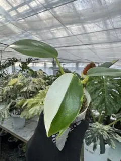 めるめる328様 リクエスト 2点 まとめ商品