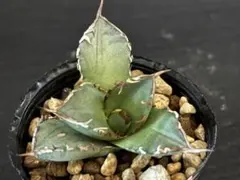 昊姐さん様 リクエスト 2点 まとめ商品