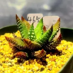 548 パイプバンド多肉植物 ハオルチア アロエ - メルカリ