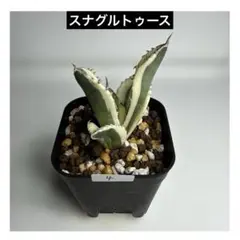 [中株・スナグルトゥース(子株1付)]血統、抜き苗、発送 親株・スナグルトゥース]抜き苗、発送