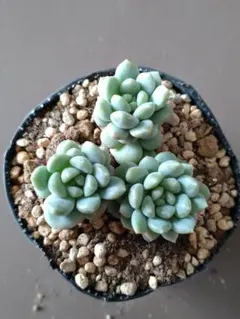 2026年最新】つぶつぶ屋 もももの人気アイテム - メルカリ