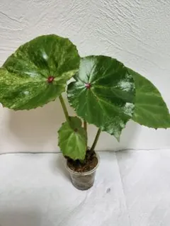 2026年最新】ベゴニア ルージュの人気アイテム - メルカリ