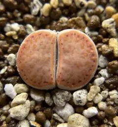 Lithops karasmontana 'Suiren'優選 - メルカリ