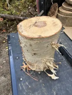 白樺　丸太　DIYククサ用等Ⅱ
