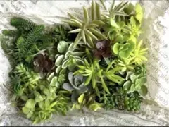 ☆多肉植物　セダム　カット苗セット A