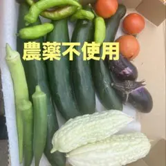 夏野菜詰め合わせ 採れたて新鮮 無農薬のサムネイル