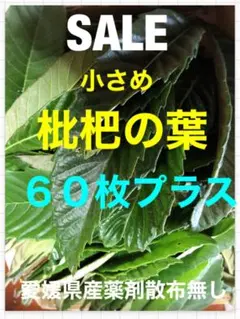 Item thumbnail for item dbf025d6-db50-4cb0-a879-410f5f489000