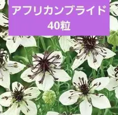 クリスマスローズ様 リクエスト 2点 まとめ商品