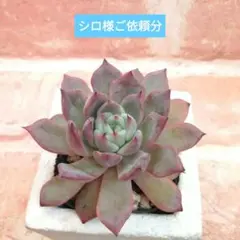 シロ様ご依頼分 苺恋他 多肉 エケベリア