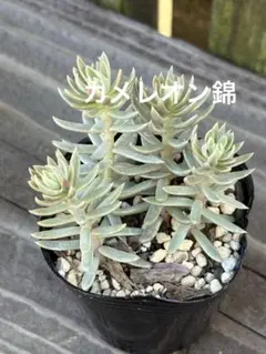 2025年最新】多肉植物 錦の人気アイテム - メルカリ