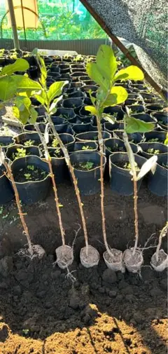 梨グアバ実生苗4本セット 梨グアバ実生苗4本セット
