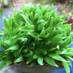 メルカリ便】珍！ホシクサsp.キンバリーナロー 大株 1株 約11cm 鉢付き