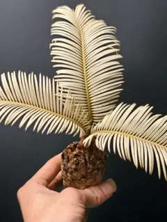 2025年最新】黄金蘇鉄の人気アイテム - メルカリ