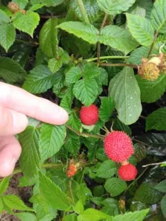 甘いくさいちご抜き苗4株20センチ前後