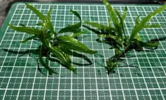 2026年最新】ミクロソリウムトライデントの人気アイテム - メルカリ