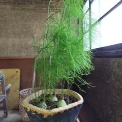 花芽付き♡ アカシア オールリーフワトル テラコッタ鉢植え 苗