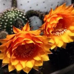 虹ノ島 新品種花サボテン エキノプシス属 群開花 複色咲 カキコ - メルカリ