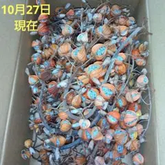 2025年最新】月桃の実の人気アイテム - メルカリ