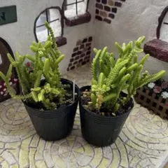 ラブ様 リクエスト 2点 まとめ商品