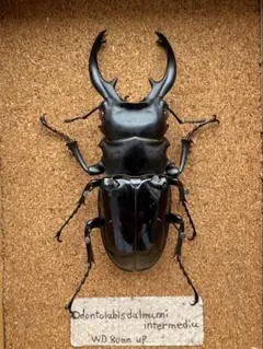 インターメディアツヤクワガタ　良型特大　標本♂97mmペア　♀49mm ツヤクワガタ最大種!超特大!インターメディアツヤクワガタ 成虫