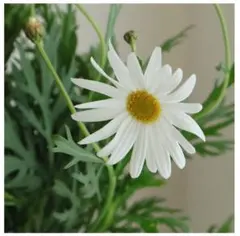 ち〜にょん様 リクエスト 2点 まとめ商品