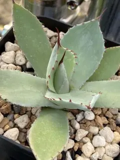 メルカリ便発送‼︎　パリー　オリザバ　鉢付き発送‼︎ 2025年最新】オリザバの人気アイテム - メルカリ