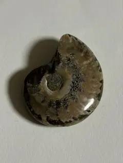 アンモナイトの化石 約5cm