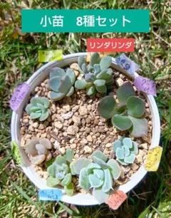 多肉 抜き苗　小苗 寄せ植え　8種 セット⑩