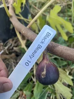 コタロウ様専用