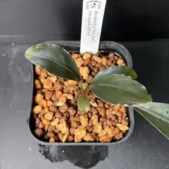 Bucephalandra sp Deep Purple 【AZ0819-4】のサムネイル