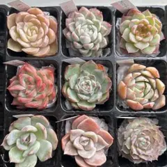 現物 名前付き9種 多肉植物寄せ植えセット 詰め合わせ エケベリア　カット苗