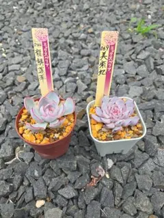 2026年最新】龍鱗蓮華の人気アイテム - メルカリ