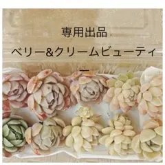 専用☆ベリー5カット　クリームビューティー5カット