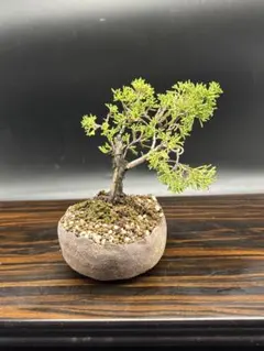 2025年最新】糸魚川真柏の人気アイテム - メルカリ