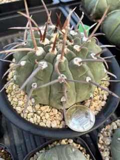 2025年最新】一本刺バッテリーの人気アイテム - メルカリ