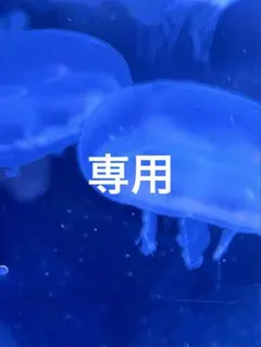 専用