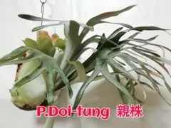 【子株付】ビカクシダ Doi-tung ドイトン 大株 子株付】ビカクシダ Doi-tung ドイトン 大株