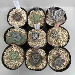 多肉植物　ミニ苗　9種セット　エケベリア　寄せ植え