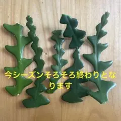 フィッシュボーンカクタス ジグザグカクタス　サボテン　エピフィラム アングリガーのサムネイル