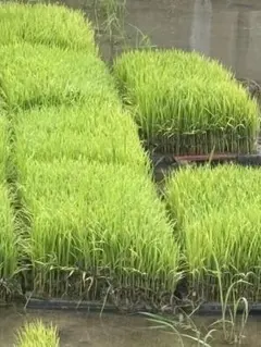 あいちのかおり苗、一箱のサムネイル