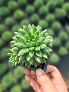 Top【選抜株】多肉植物 360763オバタ 