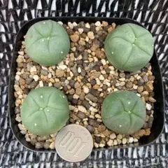 ね*こ様 黒肌疣翠冠玉 自根 鉢植え メルカリ便送料込み 2025年最新】翠冠玉の人気アイテム - メルカリ
