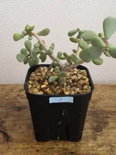 ケラリアピグマエア　実生5年　親株　雌株 ケラリアピグマエア 実生5年 親株 雌株 ケラリアピグマエア 実生5年 親株