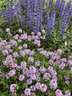 ♡*Tommy *♡様 リクエスト 2点 まとめ商品