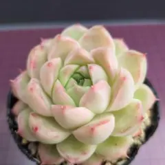 多肉植物 ハオルチア 氷の恋人 美株 新品種 糊斑 - メルカリ
