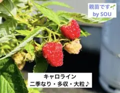 2026年最新】キャロライン ラズベリーの人気アイテム - メルカリ