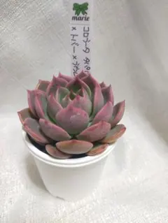 【夏物SALE】まきろん様 リクエスト 2点 まとめ商品