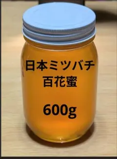 日本蜜蜂